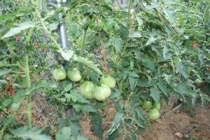 Heirloom tomatoes growing up happy with just sunshine and epsom salts!