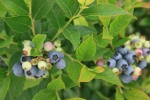 Blueberries ripening