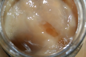 This healthy SCOBY is making kombucha.