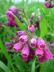 Comfrey grows in shade and is good for your garden.