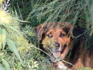 Our dog cooling under the asparagus ferns