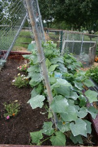 Cucumbers climbing chain link fence.